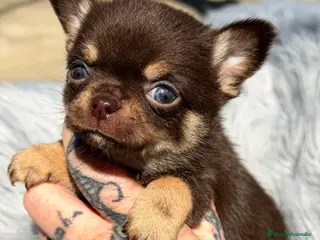 Chihuahua perros Chihuhua Microtoy - Anuncio 1