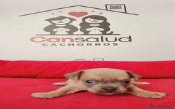 Chihuahua perros en venta: Chihuahua  - Imagen 2