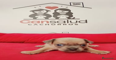 Chihuahua perros - Anuncio 6