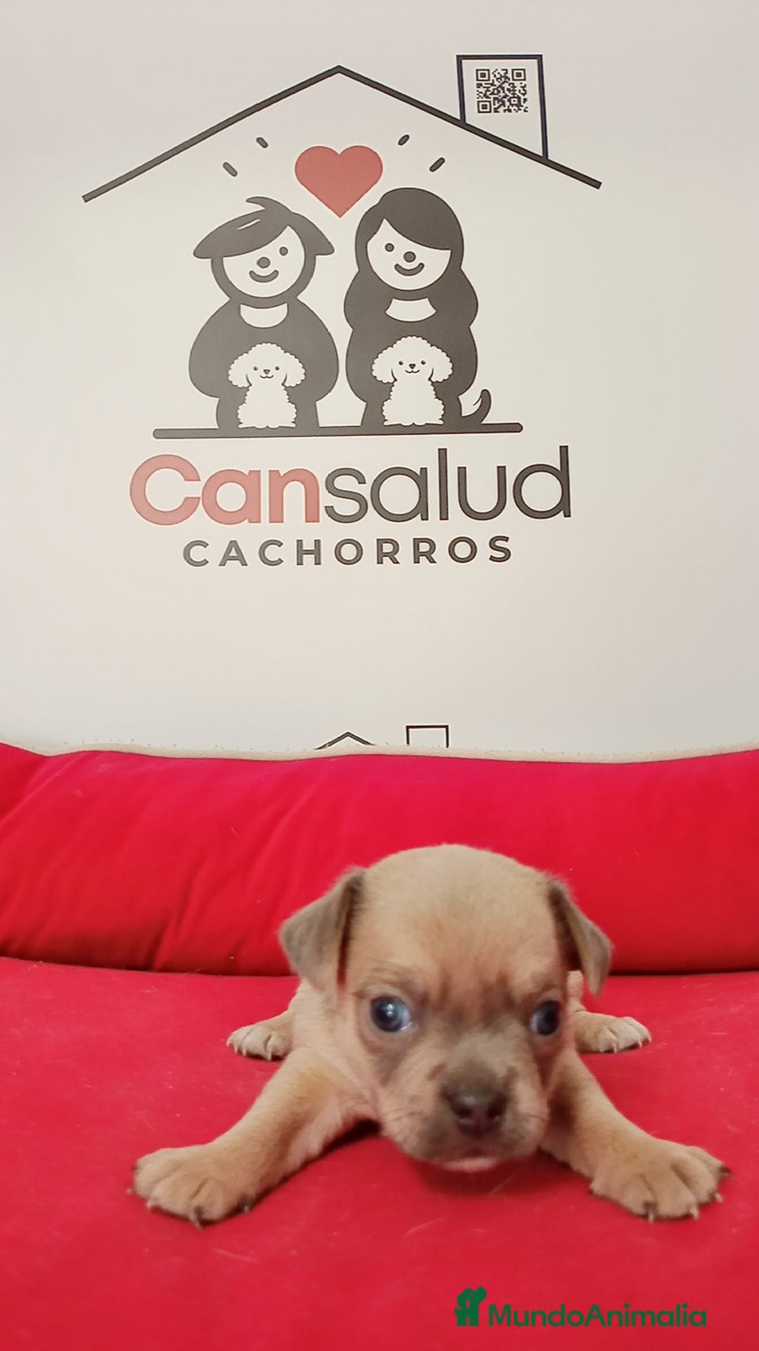 Chihuahua perros en venta: Chihuahua  - Imagen 2