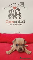 Chihuahua perros Chihuahua - Anuncio 8