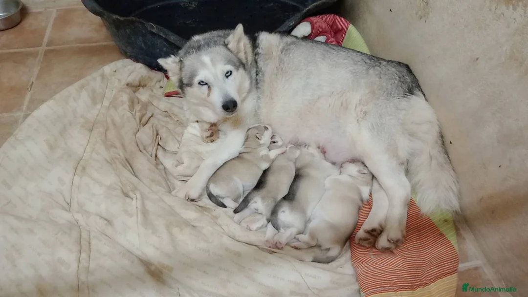 Husky Siberiano perros en venta: Preciosos cachorros husky siberiano - Anuncio 2