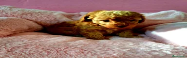 Caniche Enano 2