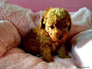 Caniche Enano perros Cachorros Caniche - Anuncio 2