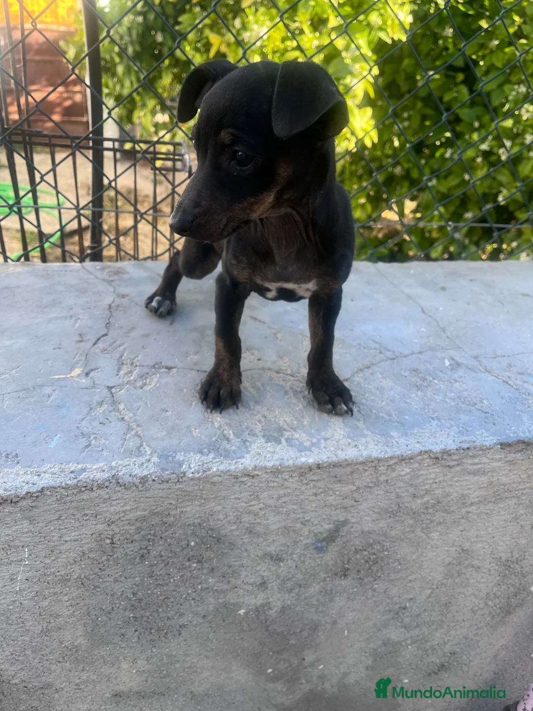 Raza Mixta perros en venta: PRECIOSA CACHORRA (leer bien anuncio) - Anuncio 5
