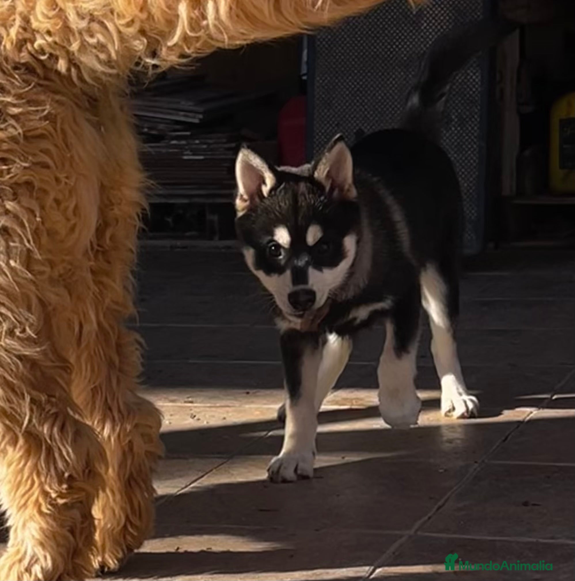 Pomsky perros Pomsky miniatura multigeneracional  - Anuncio 2
