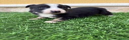 Border Collie perros en venta: Impresionantes Border Collie varios colores  - Anuncio 9