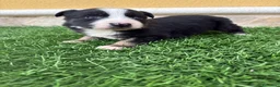 Border Collie perros en venta: Impresionantes Border Collie varios colores  - Anuncio 9