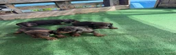 Teckel perros en venta: Teckel - Anuncio 1