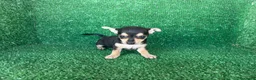 Chihuahua perros en venta: chihuahua - Anuncio 4