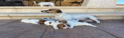 Jack Russell Terrier perros en venta: Jack russell  - Anuncio 5