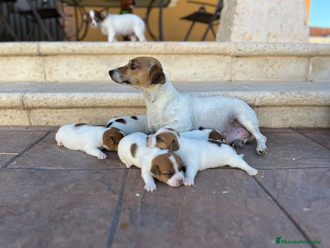 Jack Russell Terrier perros en venta: Jack russell  - Anuncio 5