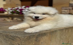 Samoyedo perros en venta: Cachorro samoyedo - Imagen 1