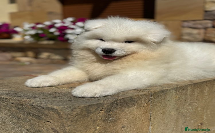 Samoyedo perros - Anuncio 1