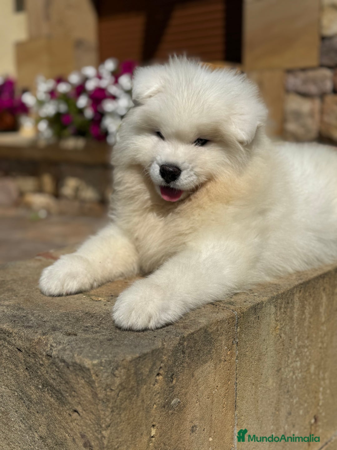 Samoyedo perros en venta: Cachorro samoyedo - Imagen 1