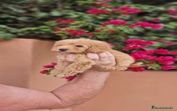 Caniche Toy perros en venta: Caniche macho toy  - Imagen 4