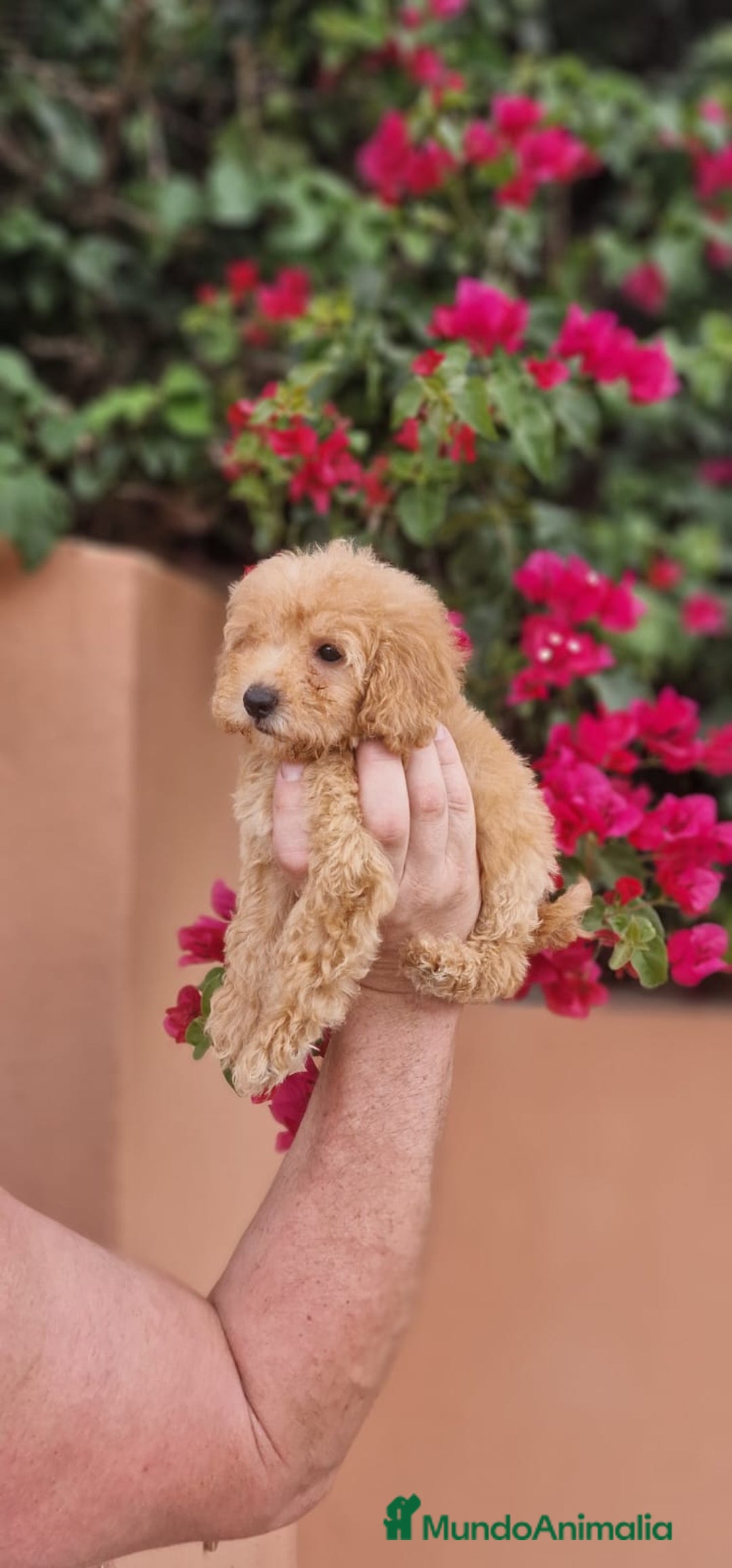 Caniche Toy perros en venta: Caniche macho toy  - Imagen 4