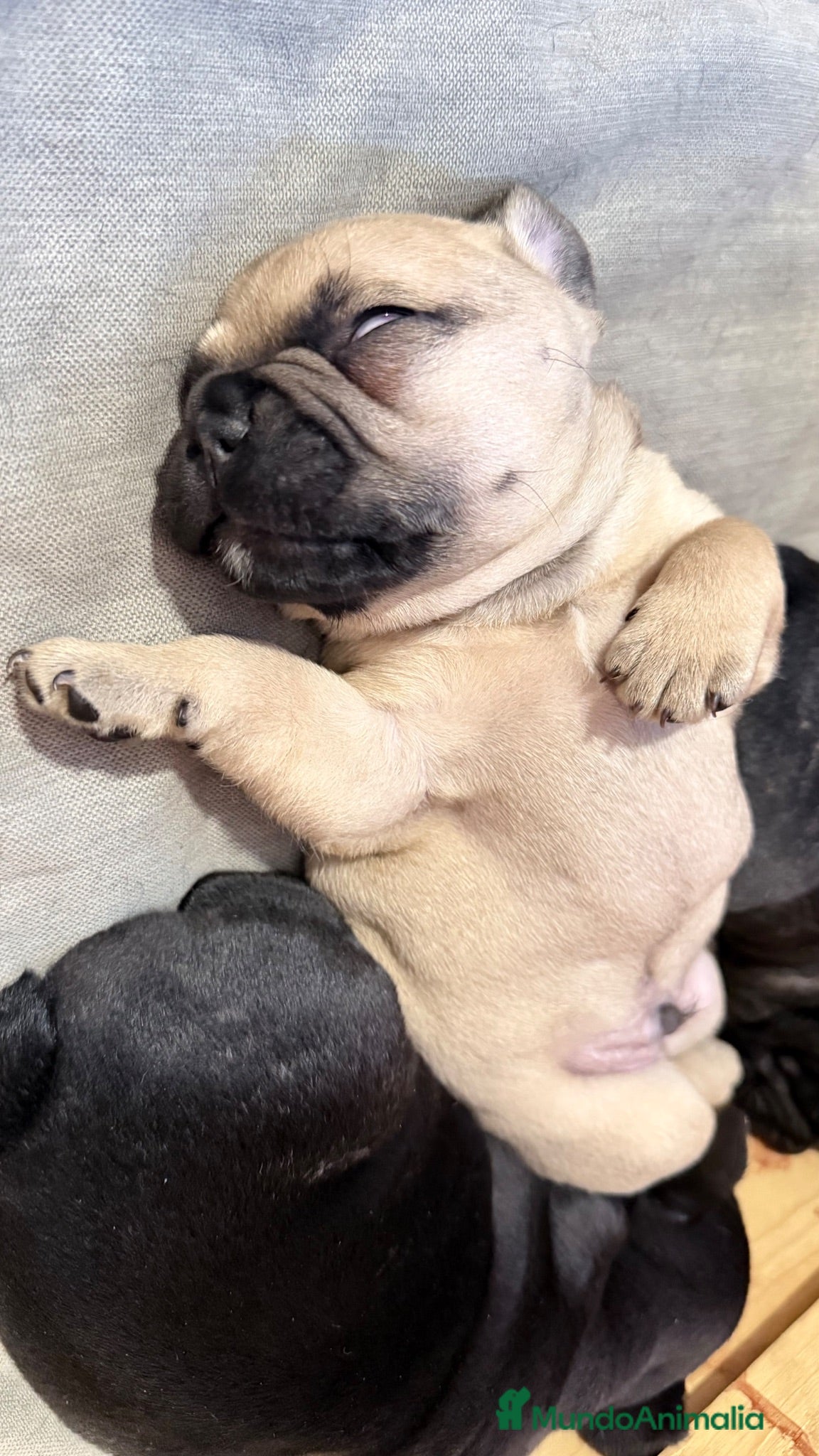 Bulldog Francés perros Buldog francés  - Anuncio 2