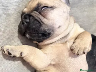 Bulldog Francés perros Buldog francés - Anuncio 2