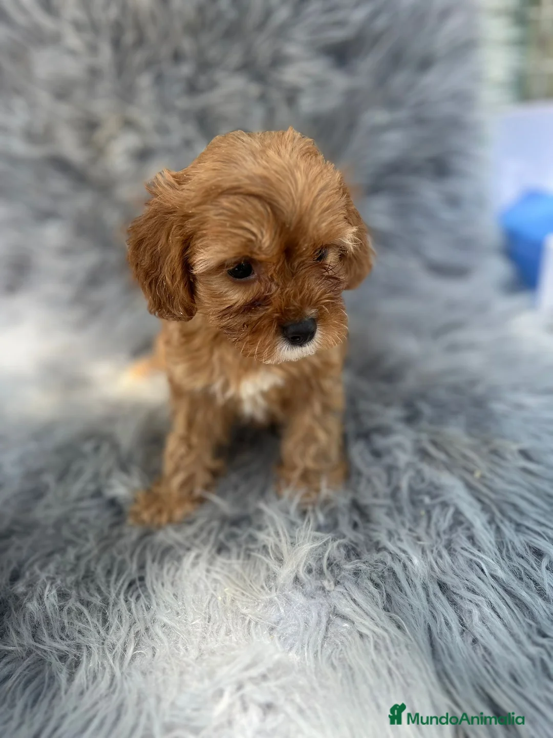 Cavapoo perros en venta: Cavapoo - Anuncio 6