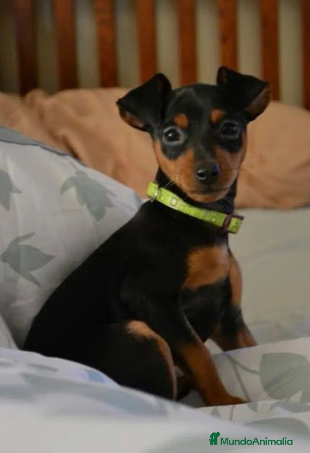 Pinscher Miniatura perros en venta: PINCHER MINI  - Anuncio 1