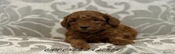 Caniche Toy perros en venta: CANICHE TOY  en Madrid - Anuncio 3