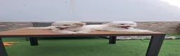 Caniche Enano perros en venta: Caniche enano. - Anuncio 4