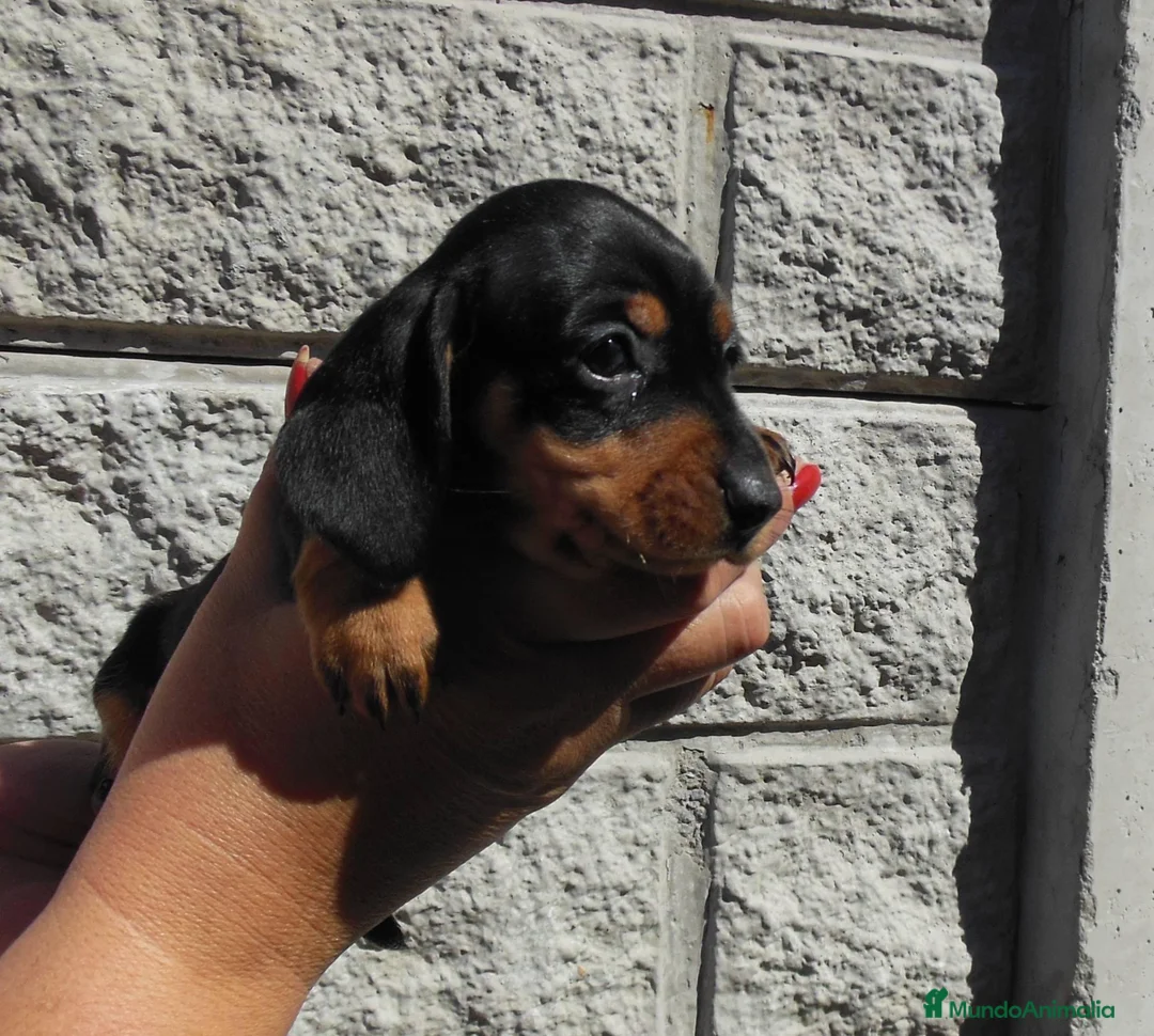 Teckel Miniatura perros en venta: Teckel preciosos  en Ciudad Real - Anuncio 3