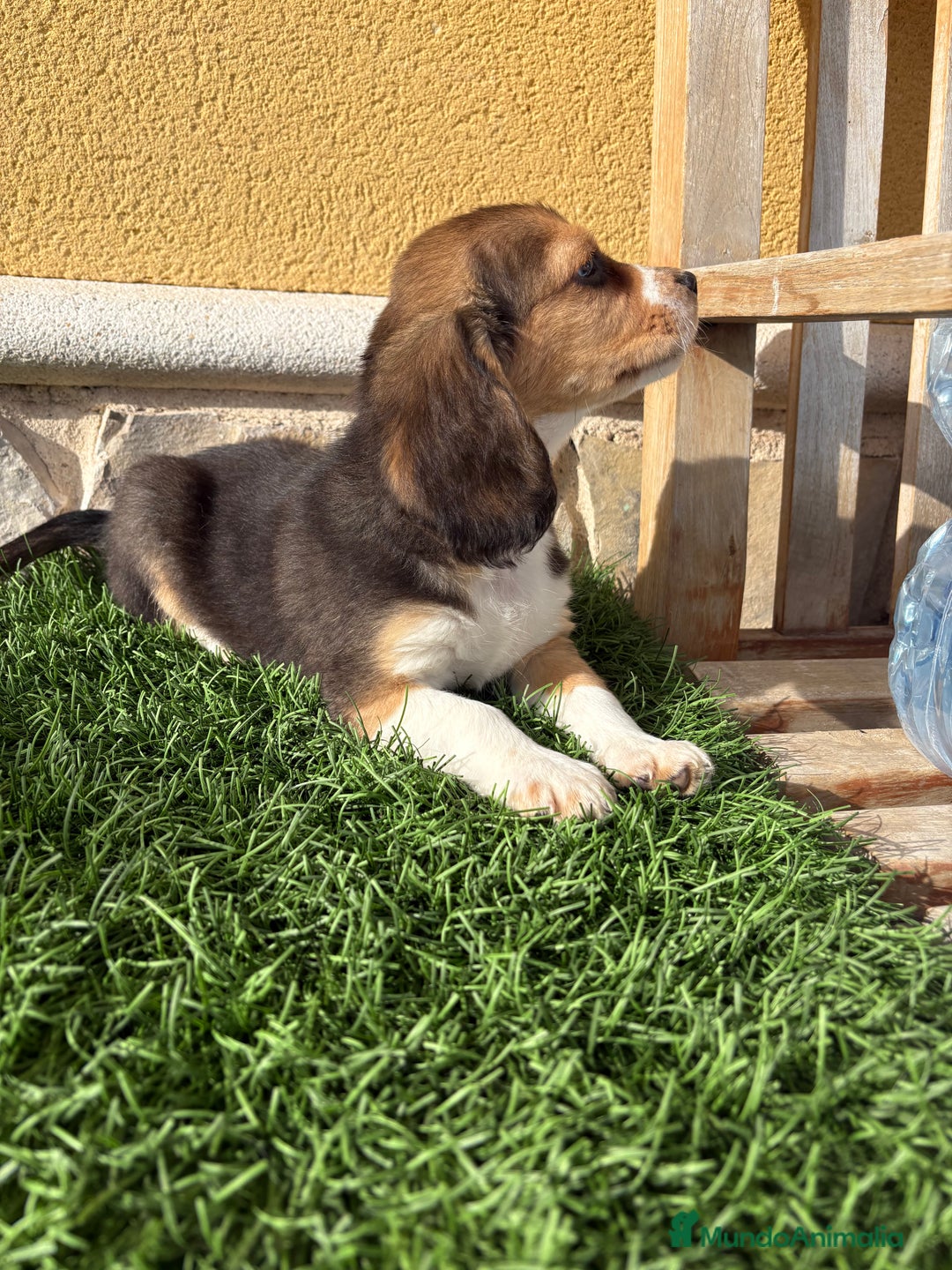 Beagle perros en venta: Espectacular cachorro de Beagle - Anuncio 1