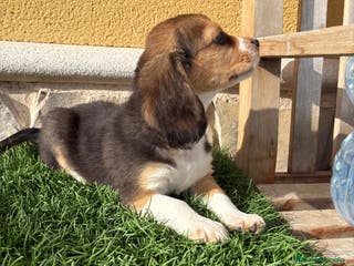 Beagle perros Espectacular cachorro de Beagle - Anuncio 1
