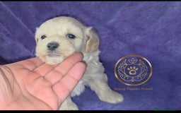 Maltipoo perros en venta: Maltipoo minis  - Imagen 2