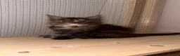 Maine Coon gatos en venta: Maine Coon Carey / Tricolor - Anuncio 6