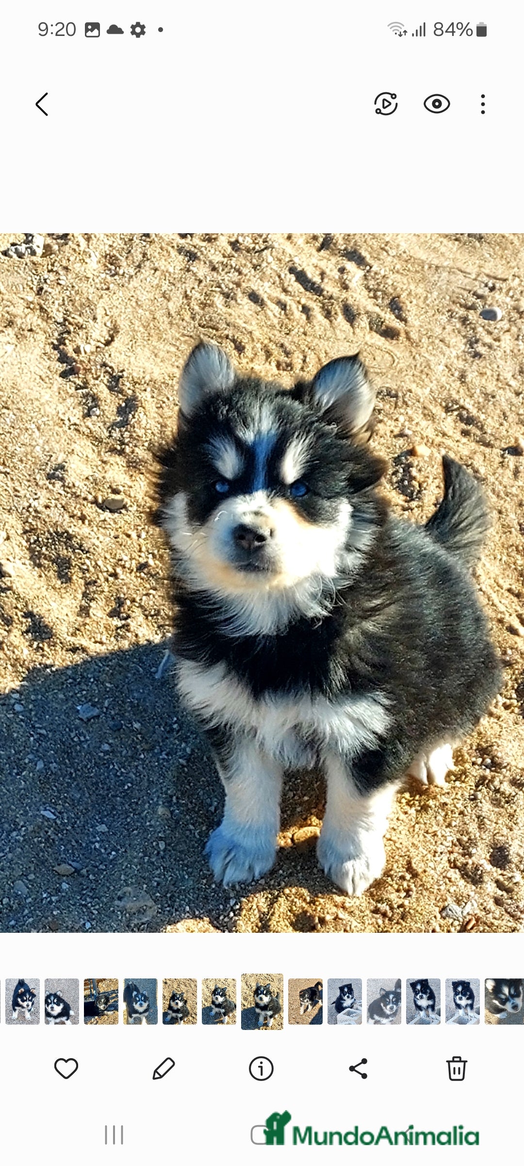 Pomsky perros en venta: Cachorros pomsky o mini husky - Anuncio 3