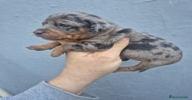 Pinscher Miniatura perros Mini-pinscher merle blue - Anuncio 2