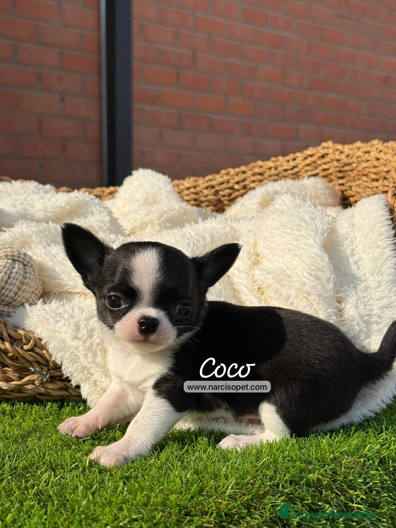 Chihuahua perros en venta: CHIHUAHUA TOY - Anuncio 3