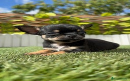 Chihuahua perros en venta: CHIHUAHUA MACHO - Imagen 5