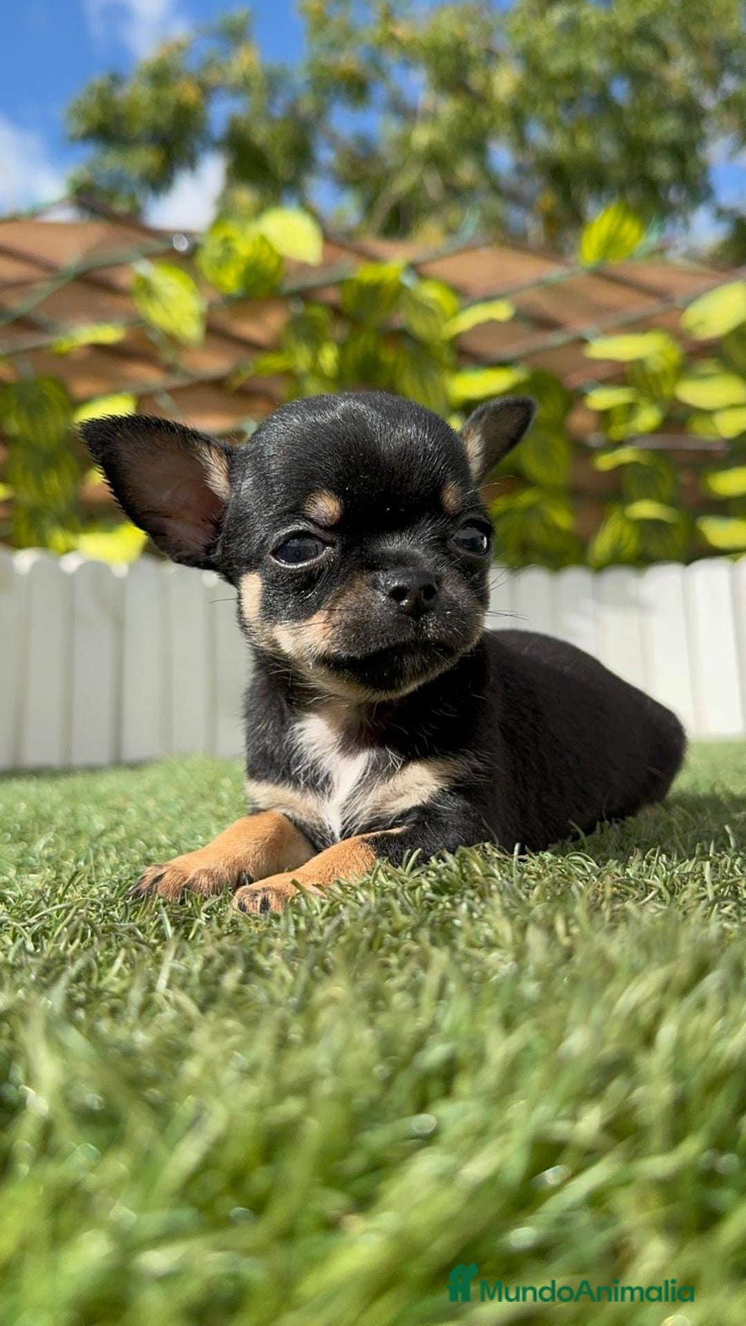 Chihuahua perros en venta: CHIHUAHUA MACHO - Imagen 5