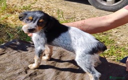 Épagneul Breton perros en venta: ESPAGNEULS BRETON TRICOLORES  - Imagen 3