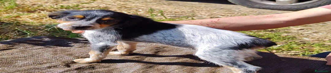 Épagneul Breton Cachorro 2