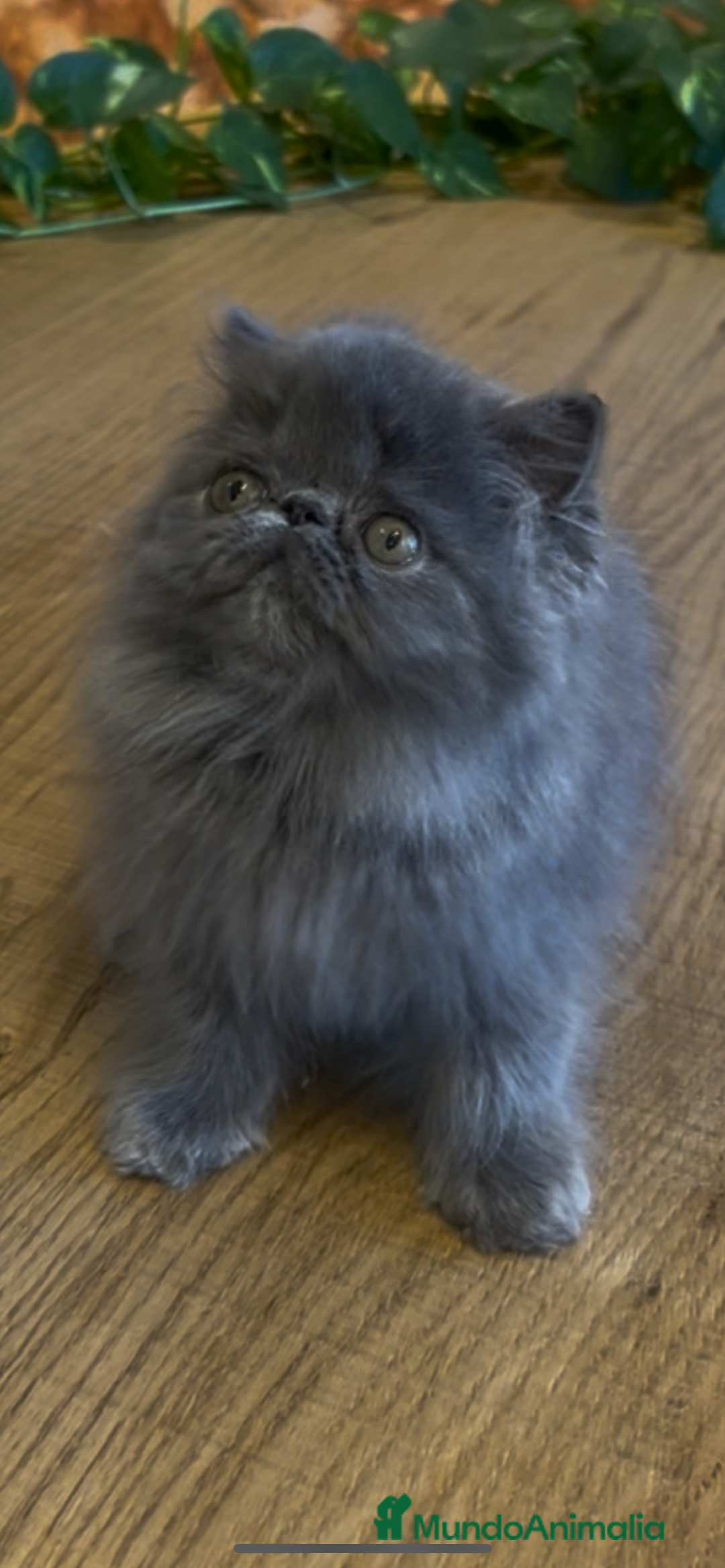 Persa gatos en venta: Persa Macho Azul - Imagen 6