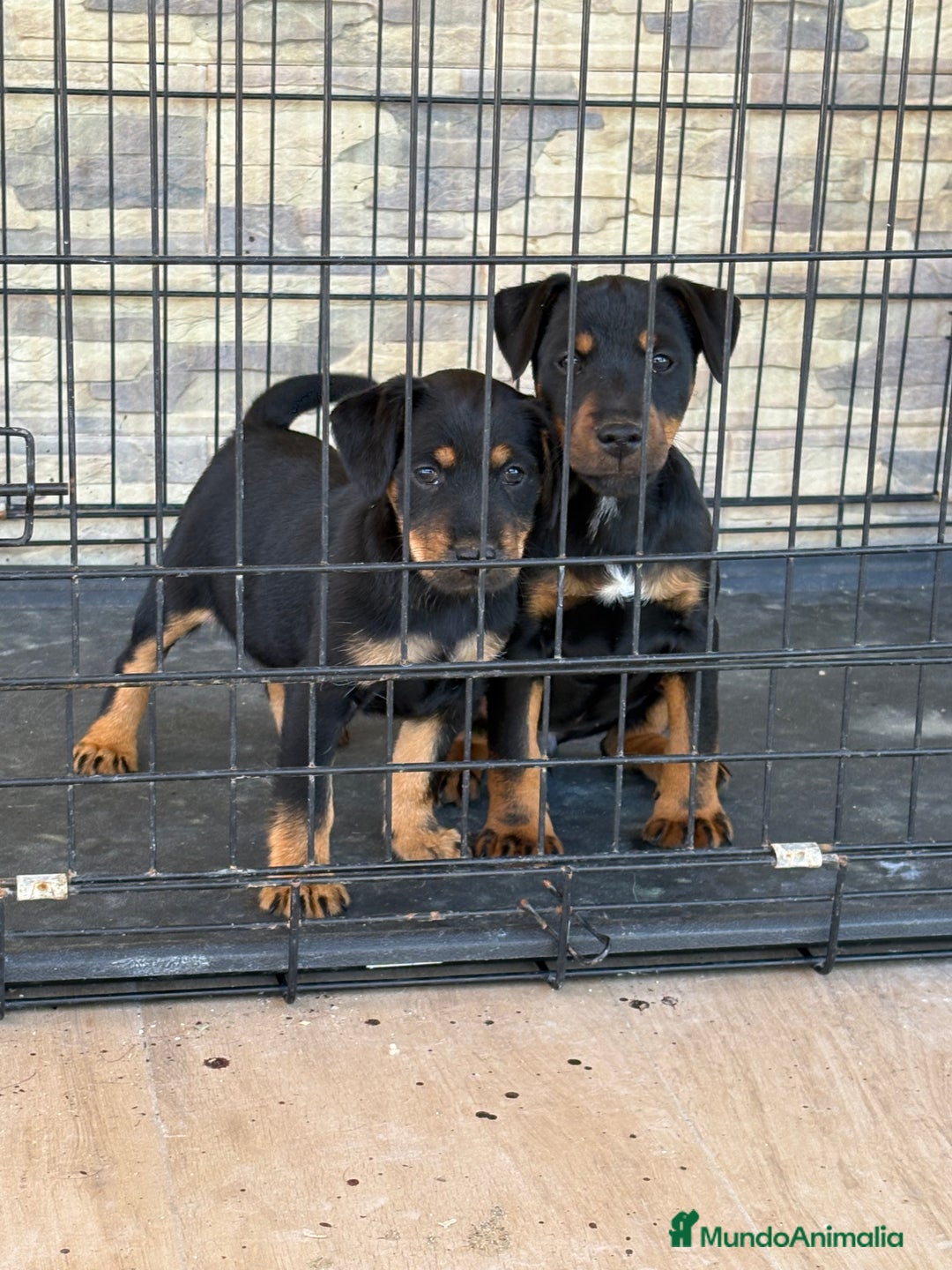 Terrier Alemán de Caza perros en venta: Cachorras Jagd terrier  - Anuncio 6
