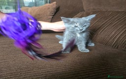 Británico de Pelo Corto gatos en venta: Gatcot.com - Imagen 2