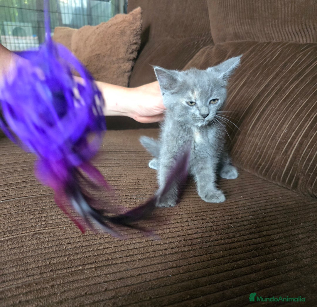 Británico de Pelo Corto gatos en venta: Gatcot.com - Imagen 2