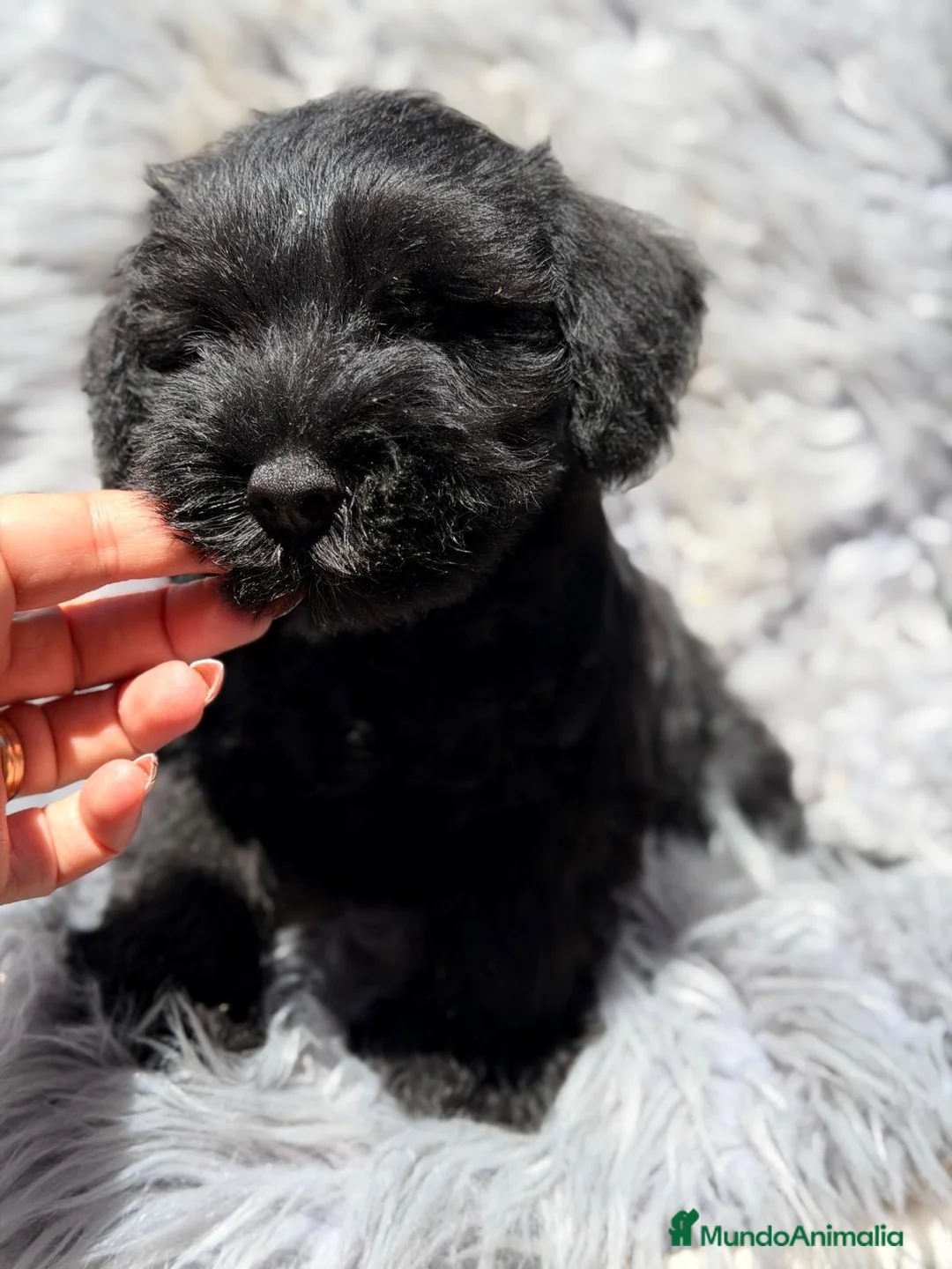 Schnauzer Miniatura perros en venta: SCHNAUZER MINIATURA EXCEPCIONALES - Anuncio 8