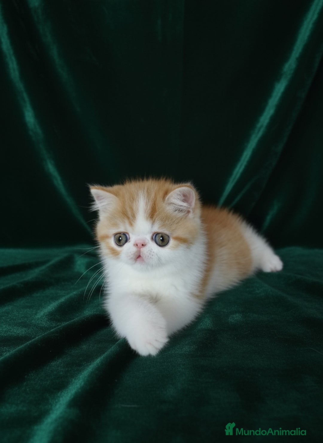 Exótico de Pelo Corto gatos en venta: 🐯 EXOTIC SHORTHAIR RED TABBY & WHITE - Imagen 3