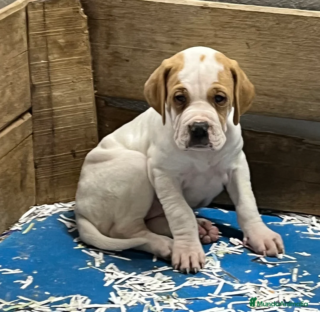 Pointer perros en venta: Pointer inglés CARABY  en Alicante - Anuncio 4