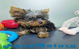 Yorkshire Terrier perros en venta: Yorkshire Macho CJMM 2435 AQUANATURA - Imagen 1