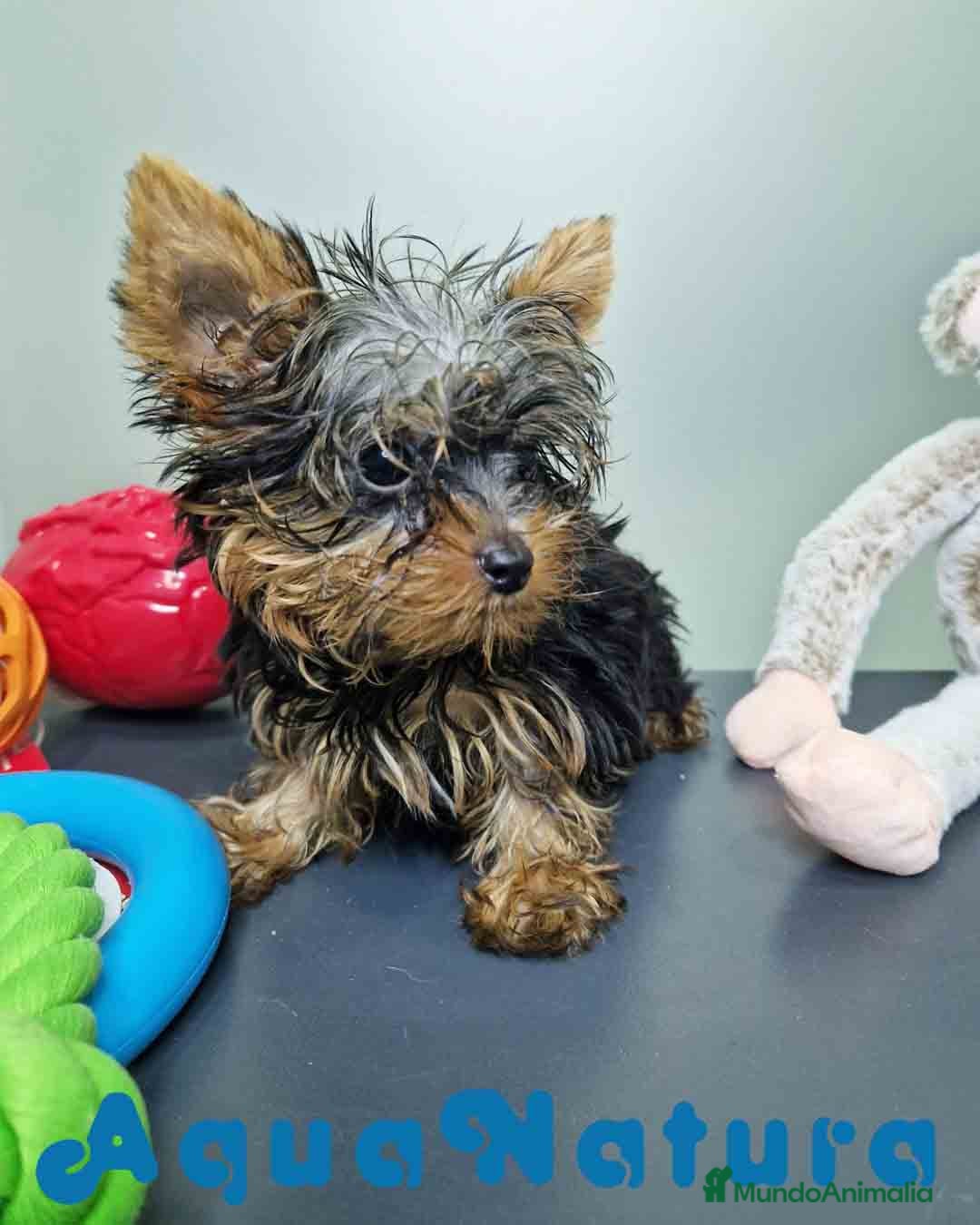 Yorkshire Terrier perros en venta: Yorkshire Macho CJMM 2435 AQUANATURA - Imagen 1