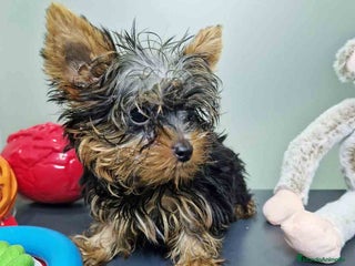 Yorkshire Terrier perros - Anuncio 8