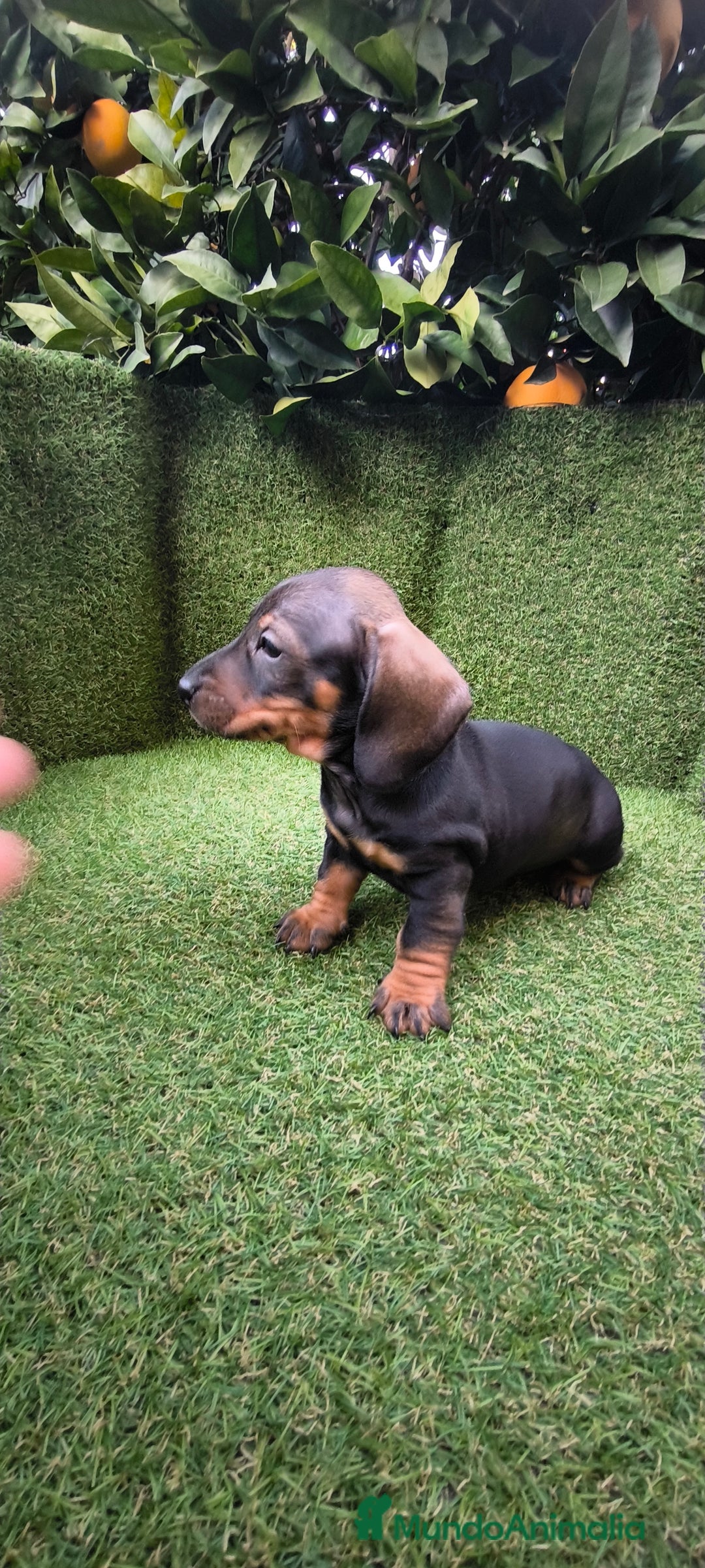 Teckel Miniatura perros en venta: camada teckel arlequín y todos los colores  - Anuncio 15